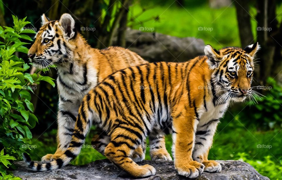Amur Tiger Cubs 