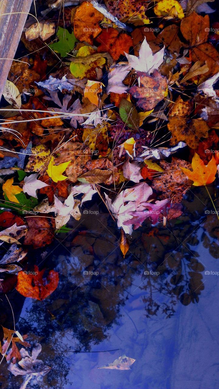 fall leaves on water