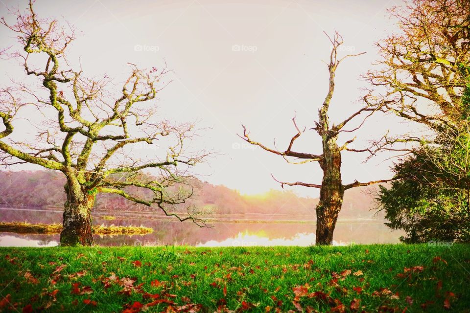 A night pic of a tree in Saint Maurice, Clohars Carnoët, Finistère, Brittany, France