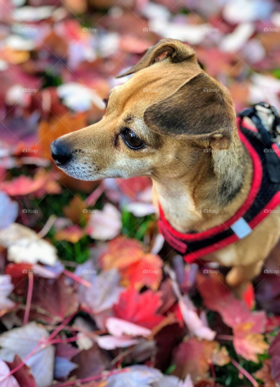 This is a photograph I captured of my little dog Lola on a beautiful morning,  while going on a walk. I couldn’t resist the vibrant colors of the fallen leafs as the background hues. 