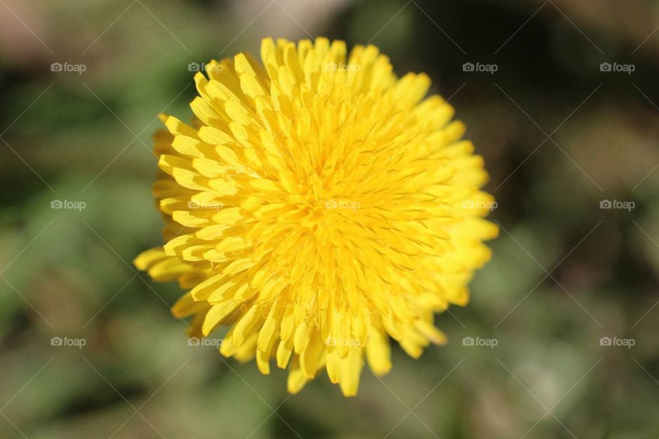 Dandelion