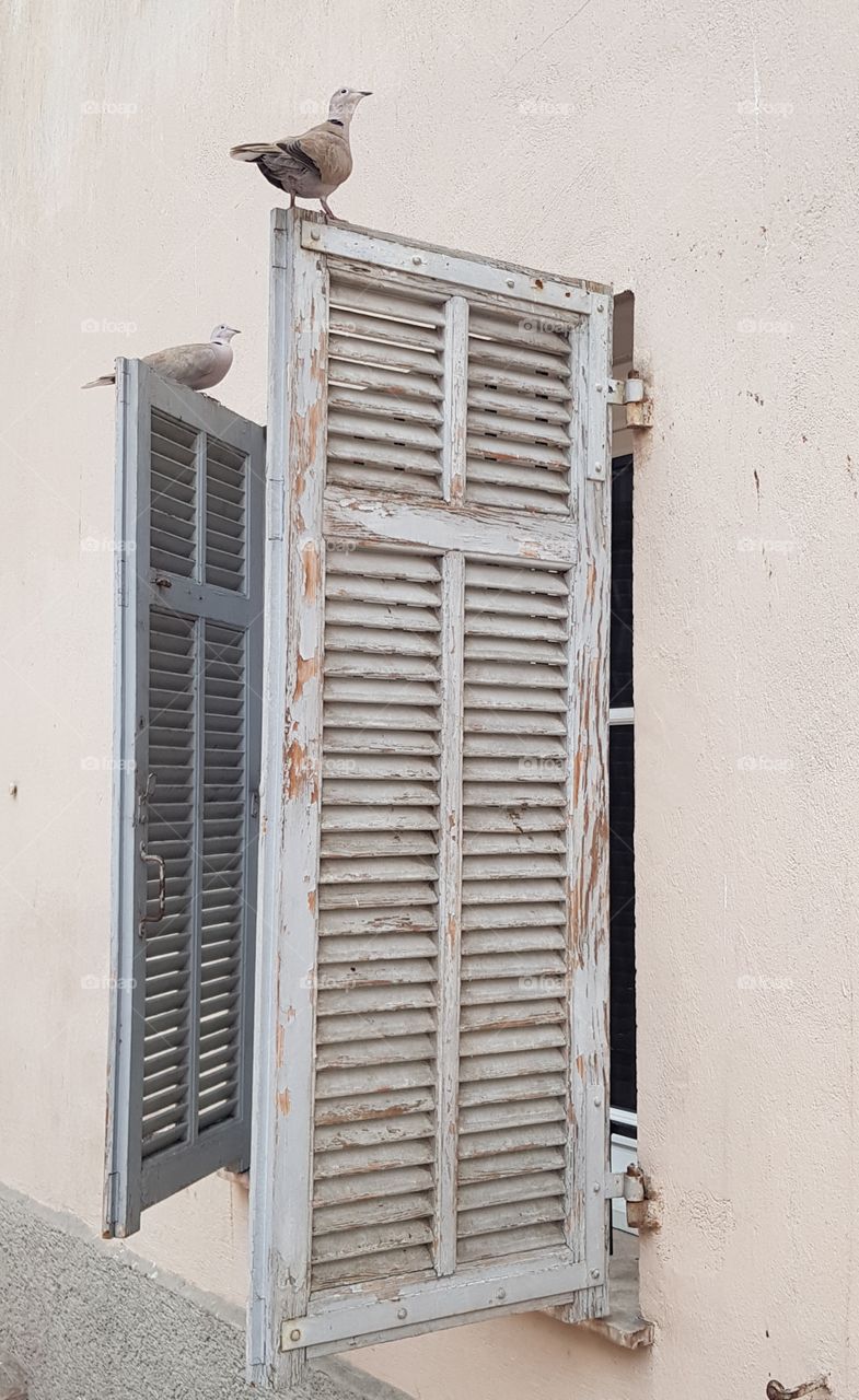 Pigeons posing on peeling shutters in the old town of Nice, France.