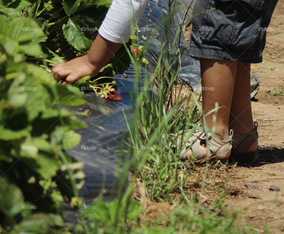 Gardening 