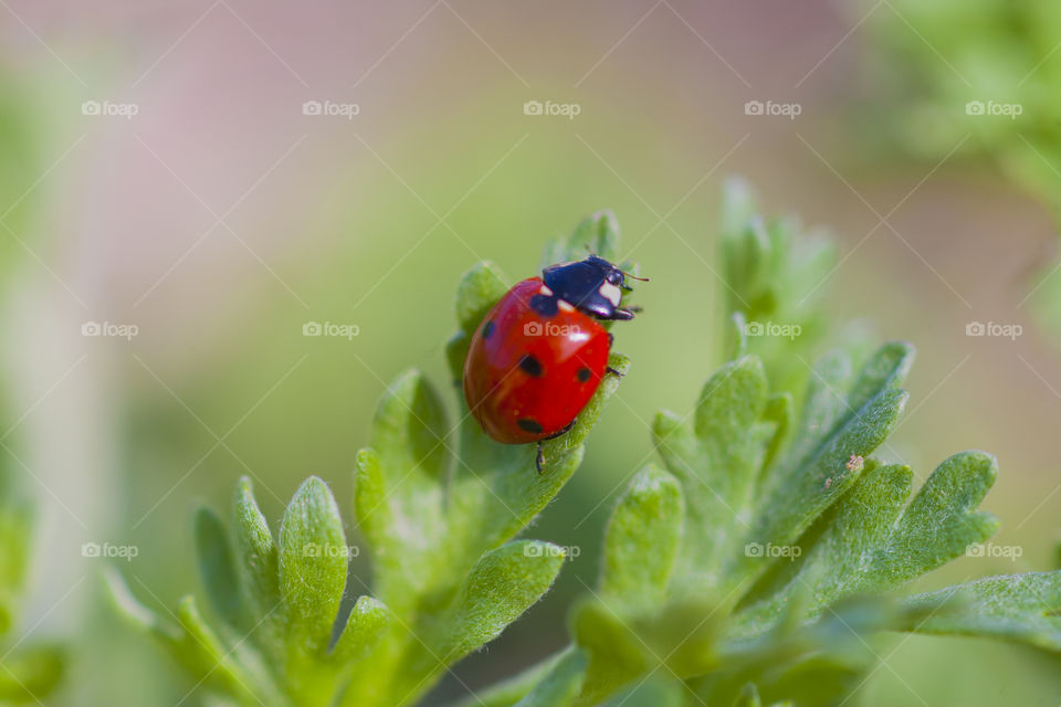 Ladybug on green leaf