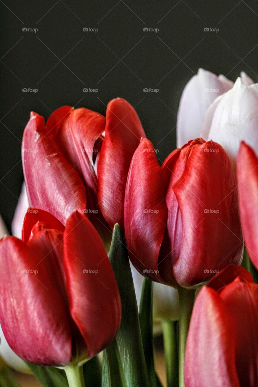 tulips