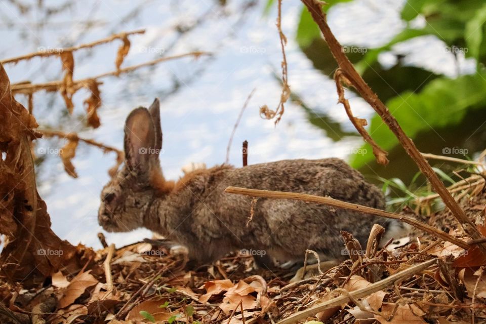 A wild rabbit in a wooded part of the city of Madrid