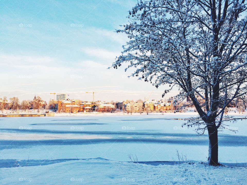 Winter, Snow, Tree, Frost, Cold