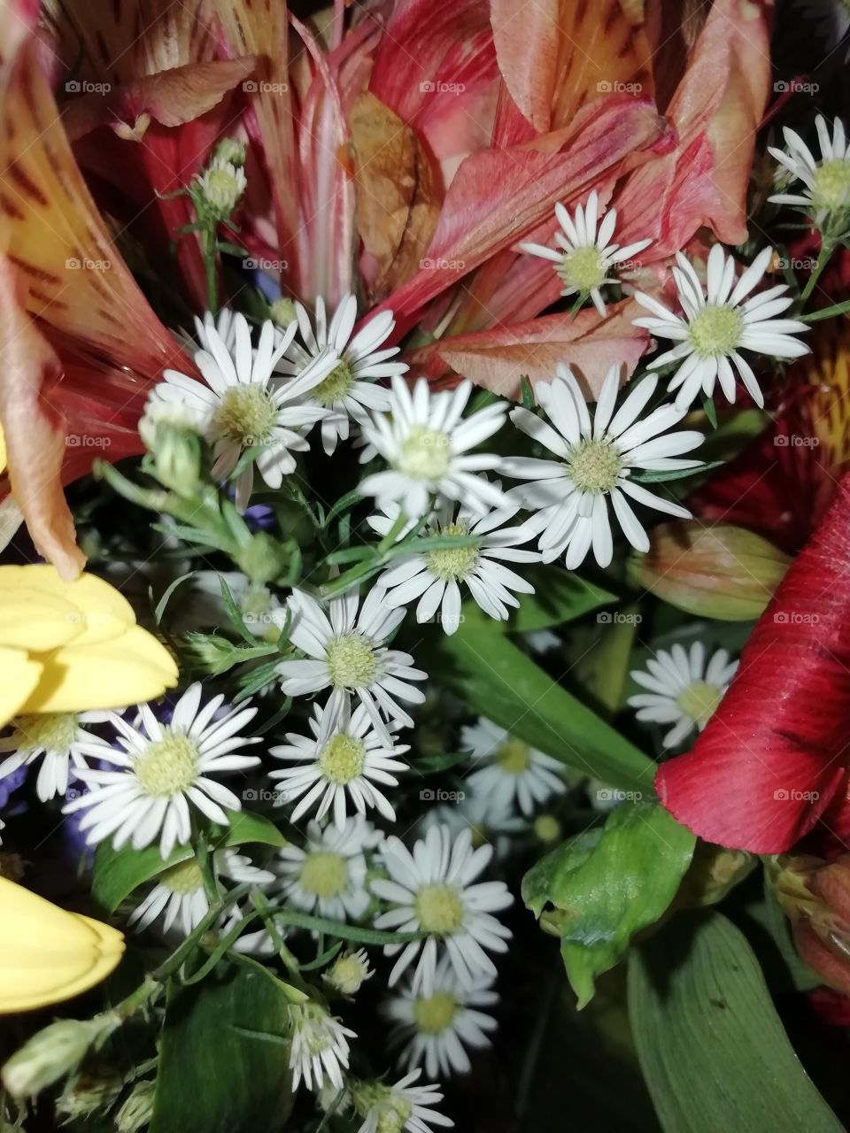 Flowers from a bouquet. Prettyness all-over