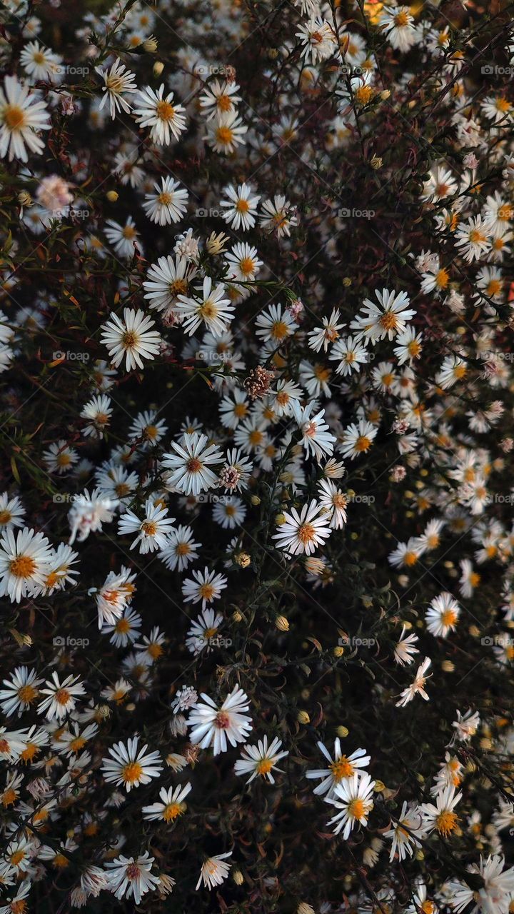 Macro photo of flowers growing in the garden