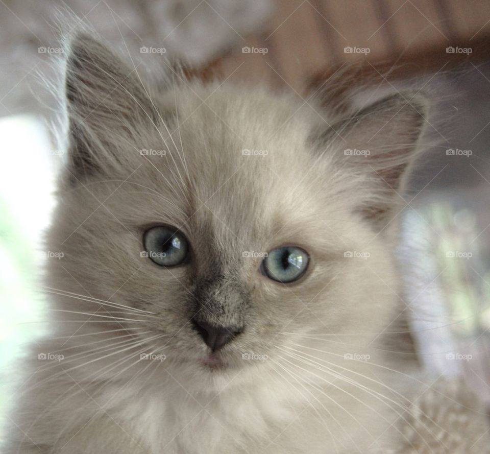 Close-up of ragdoll kitten