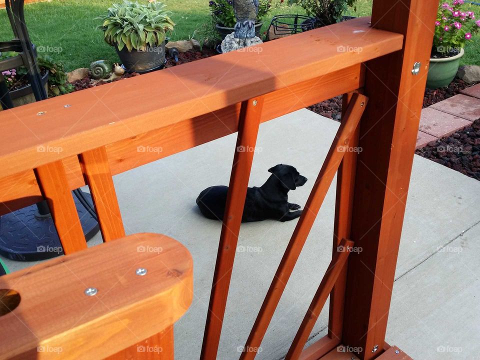 Dog on patio