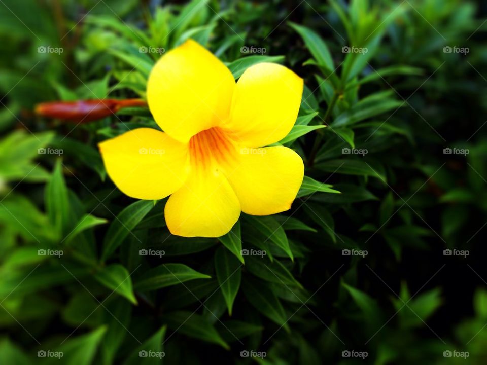 Allamanda cathartica