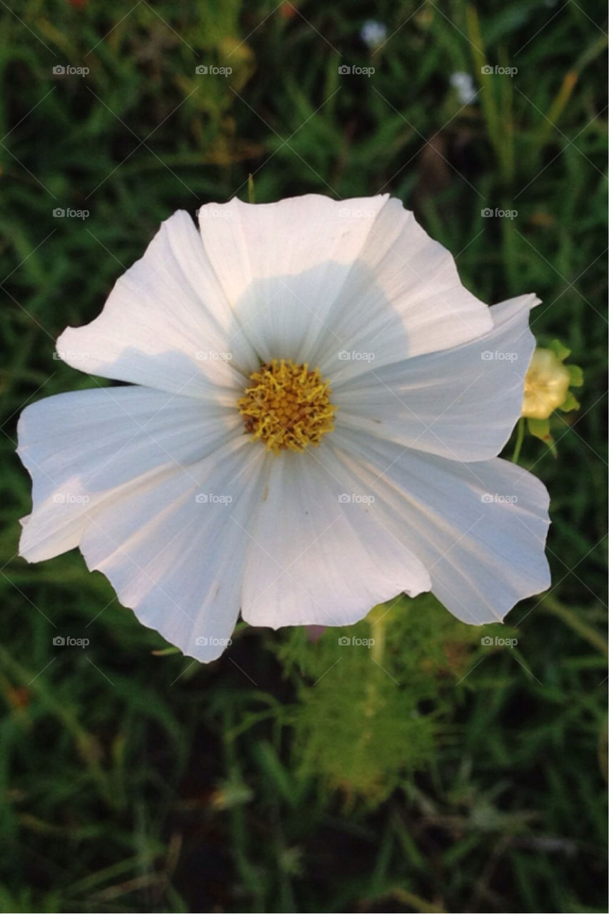 green nature flower white by jerseyjewels