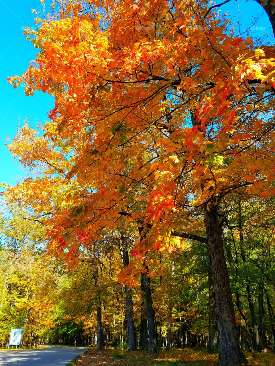 Autumn  foliage