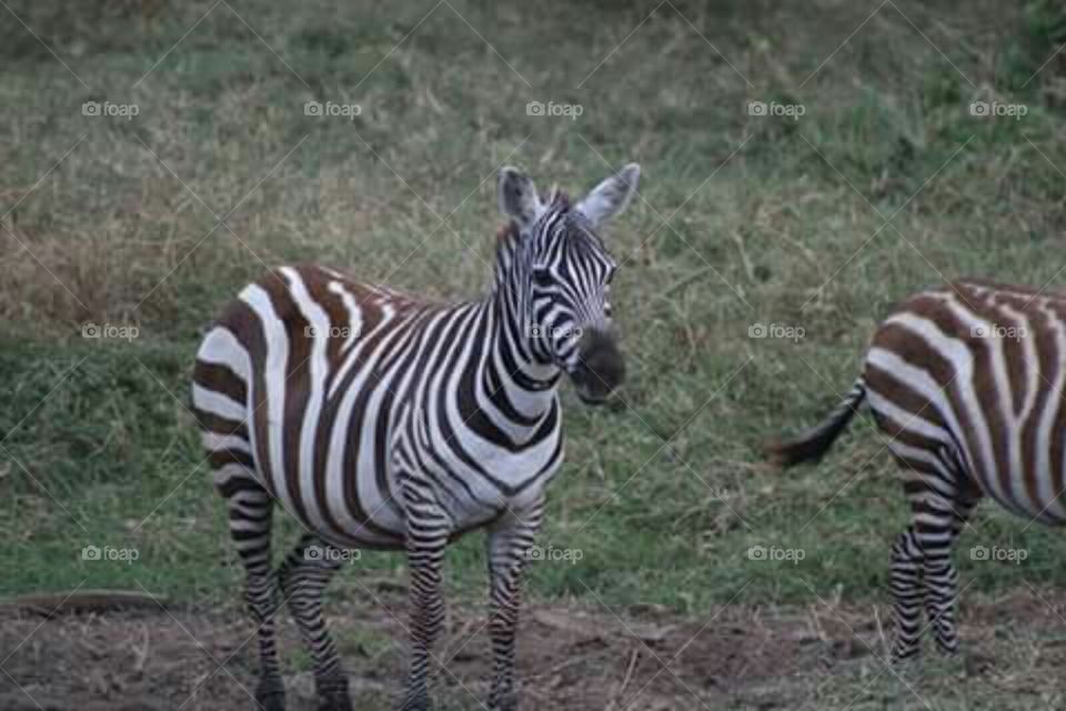 zebra