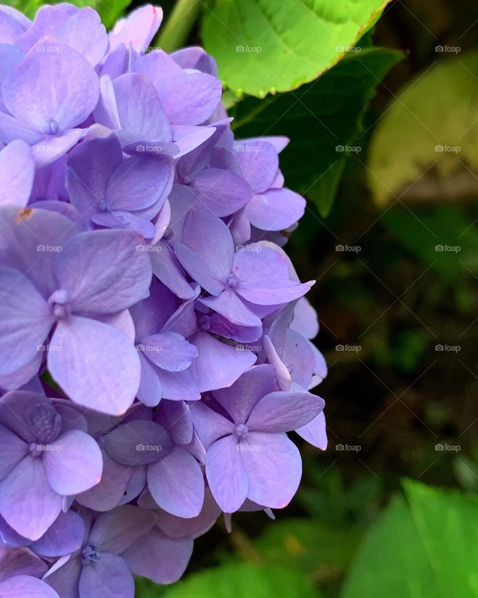 Hydrangeas 
