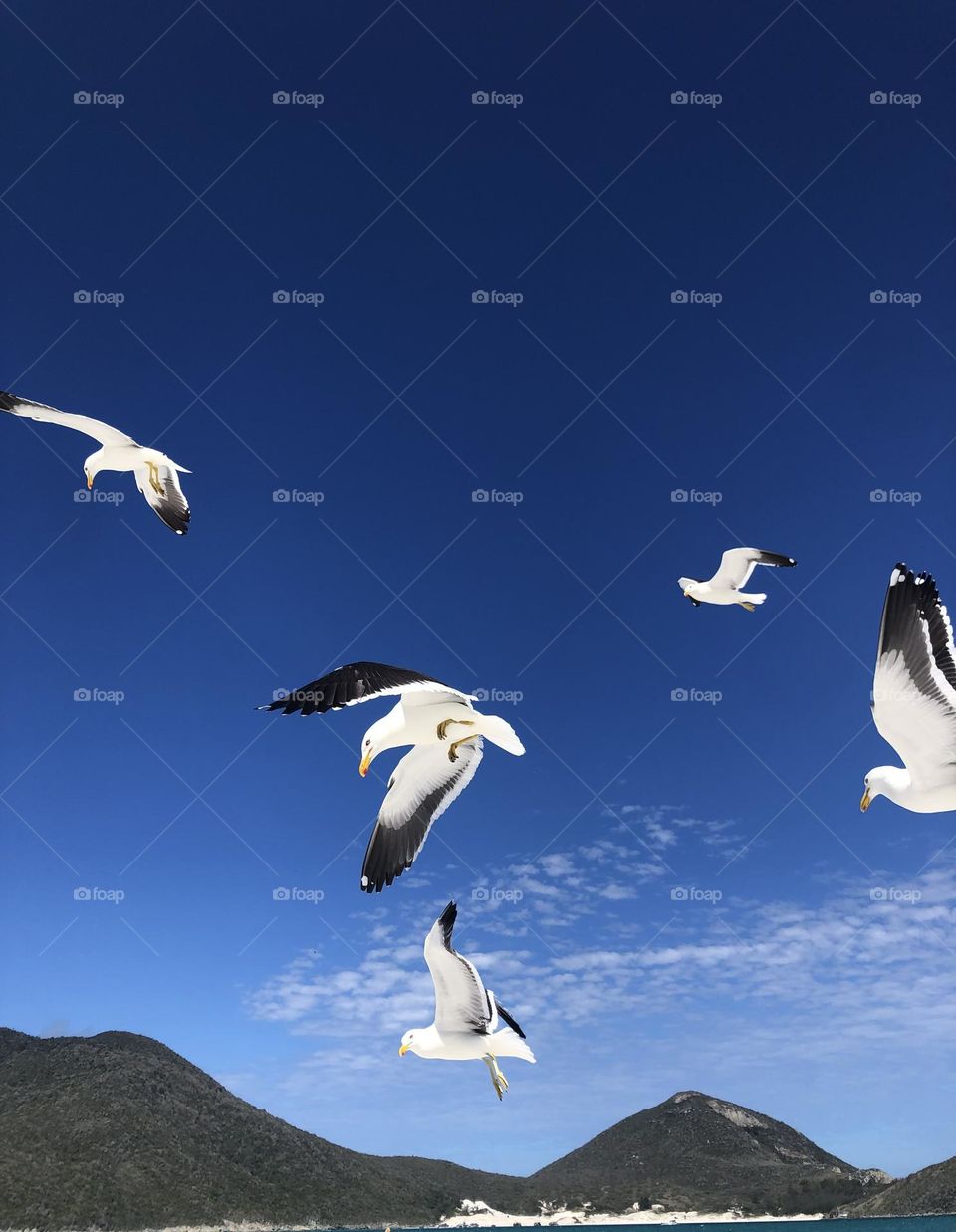 Gaivotas. Arraial do Cabo. RJ . Brasil.