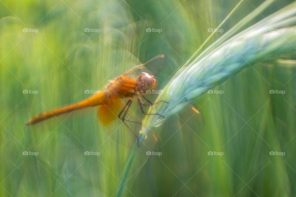 Dragonfly 