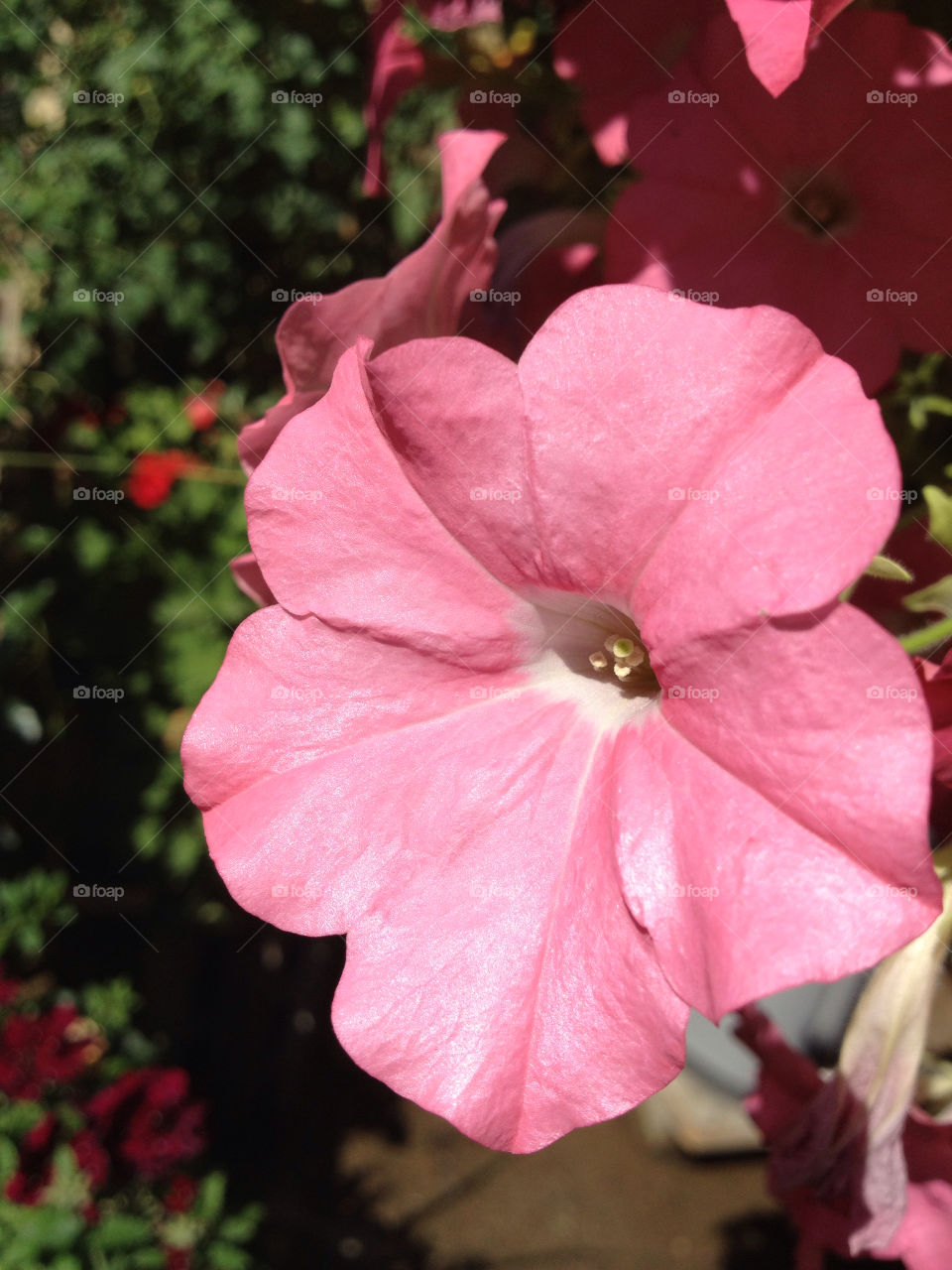 nature pink flower cook by eastofsheridan