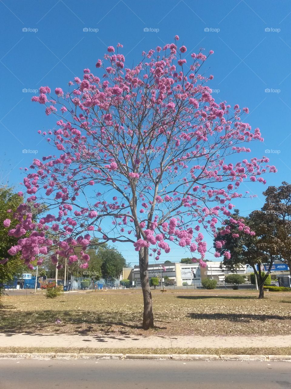 Árvore florida Ipê Roxo