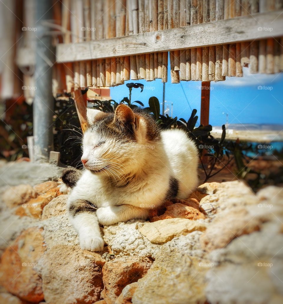 Cat resting on rocks
