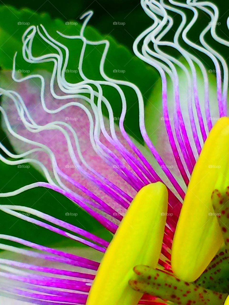 "Pink  & Red Passion Flower"