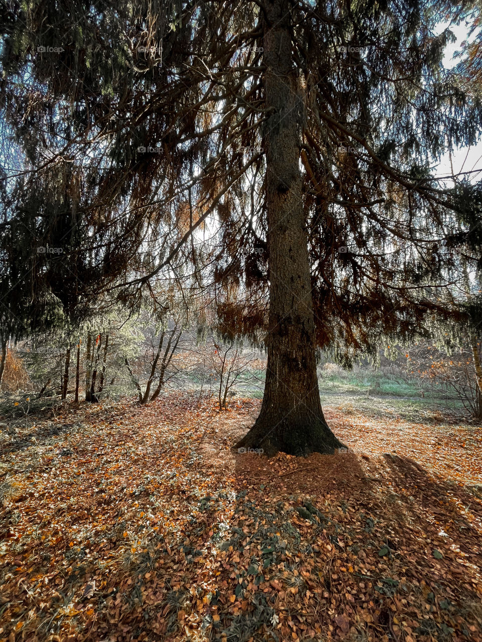 Autumn foggy forest 