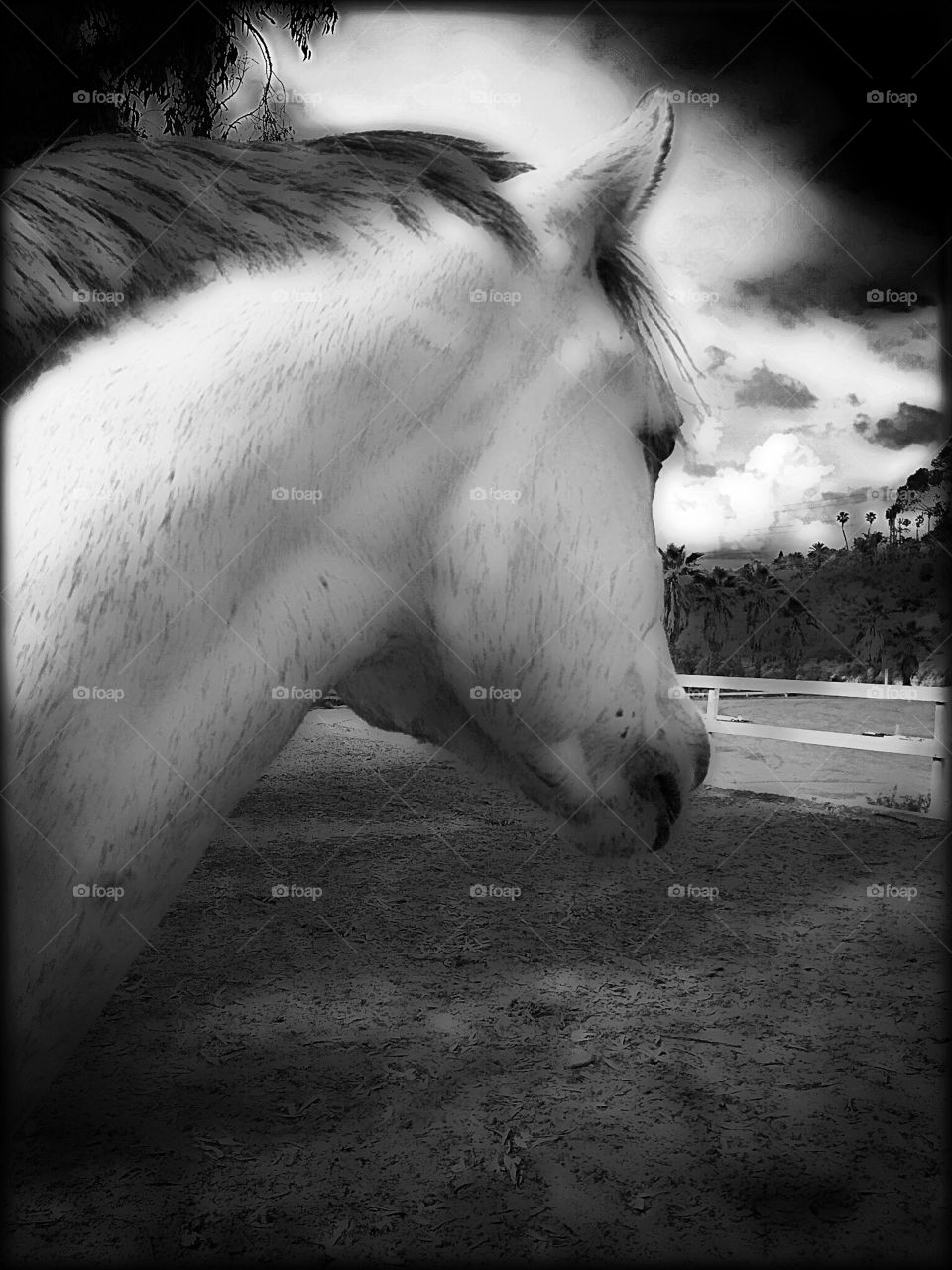 Connemara Pony Love