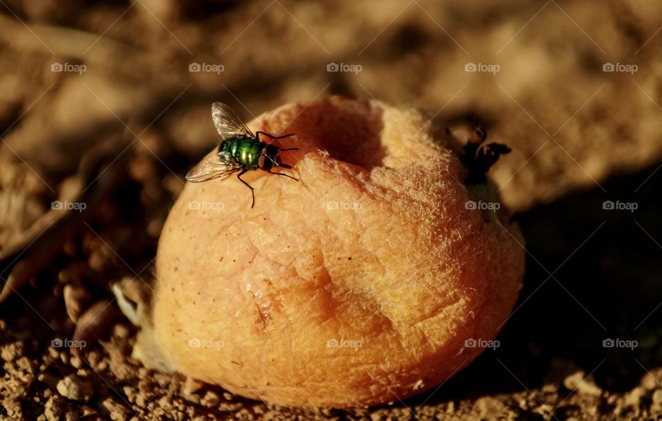 A green fly on a fallen, rotting loquat fruit