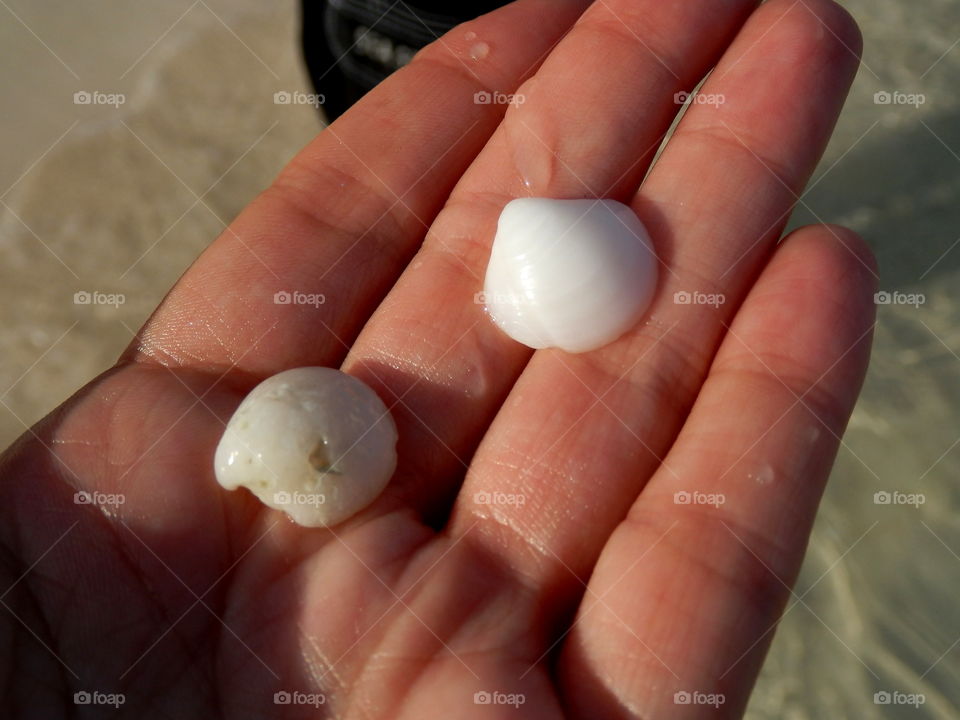 Searching for seashells at the ocean hand holding small white shells above clear turquoise water 