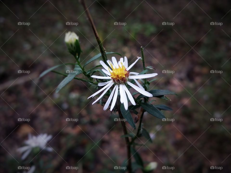 White Wildflower