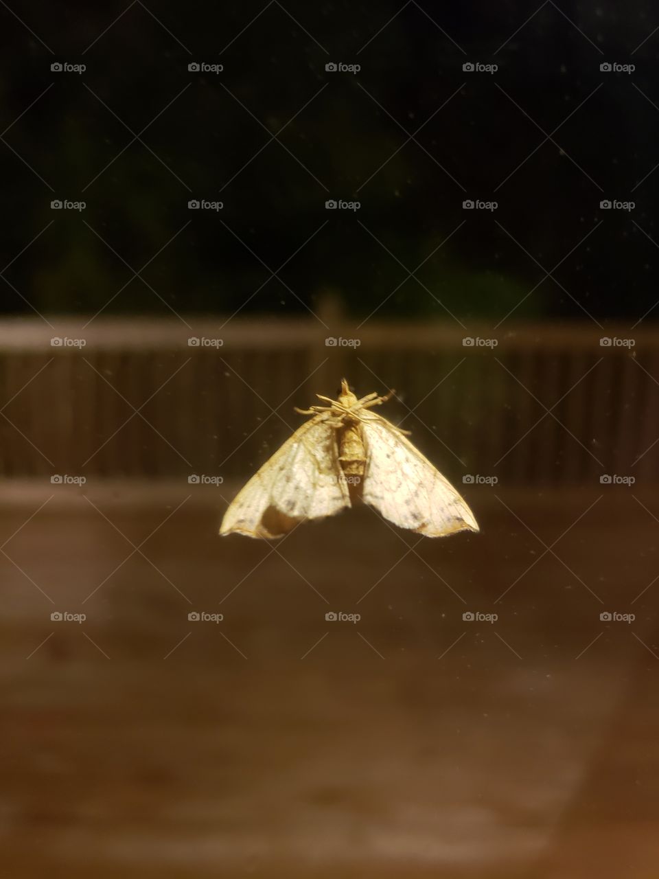 moth to light