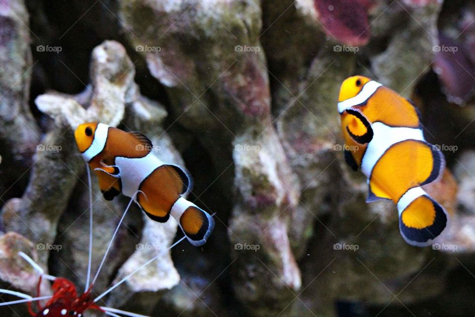 Clown fish