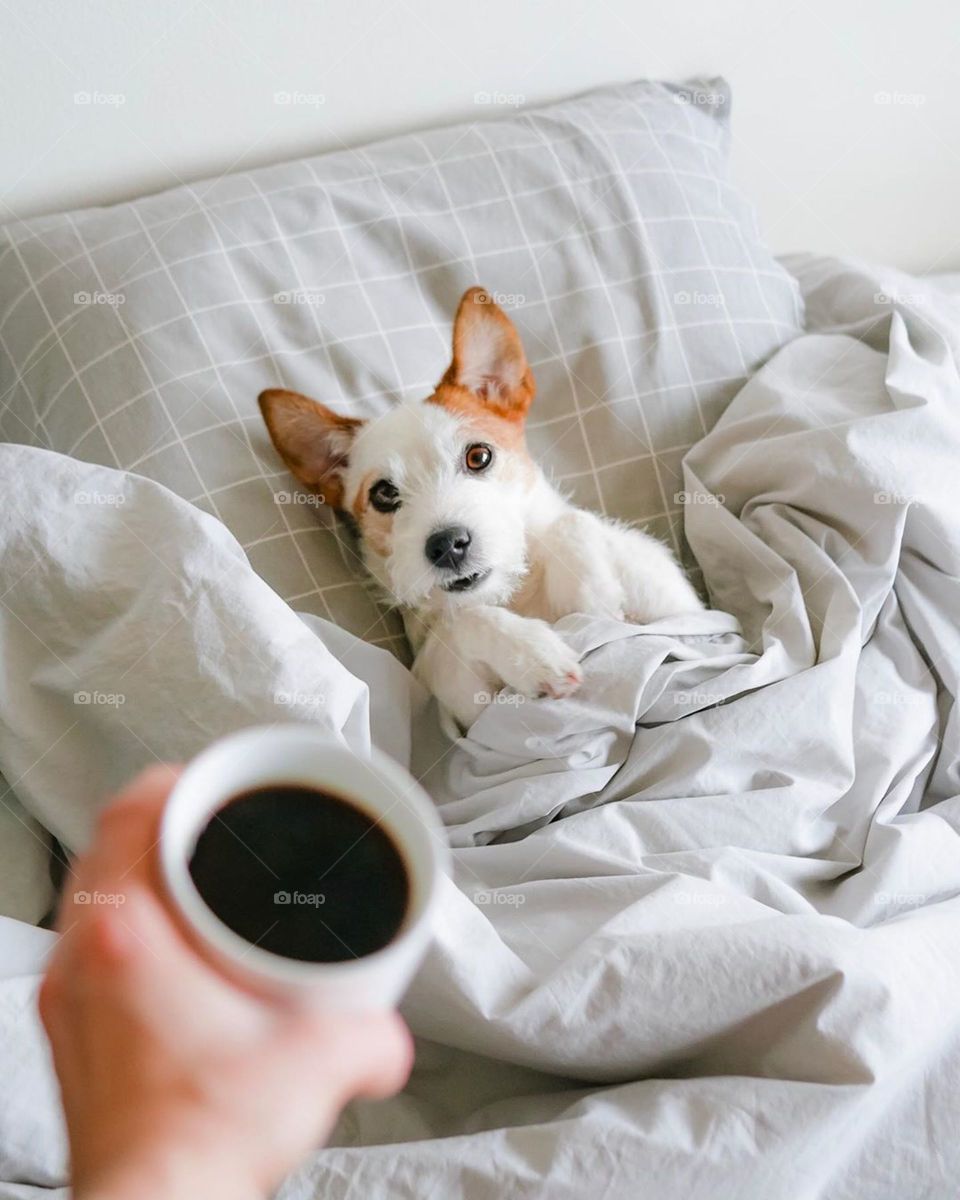 cute dog wake-up