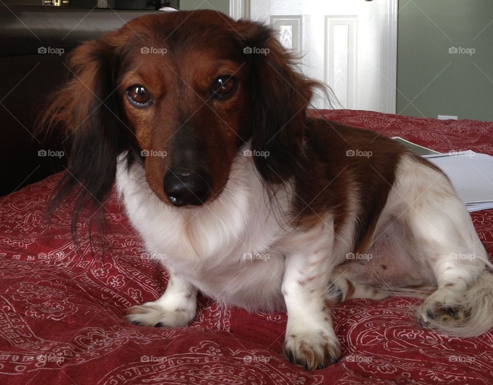 Steve is a rescue dachshund who is one of a kind, full of spunk and personality!