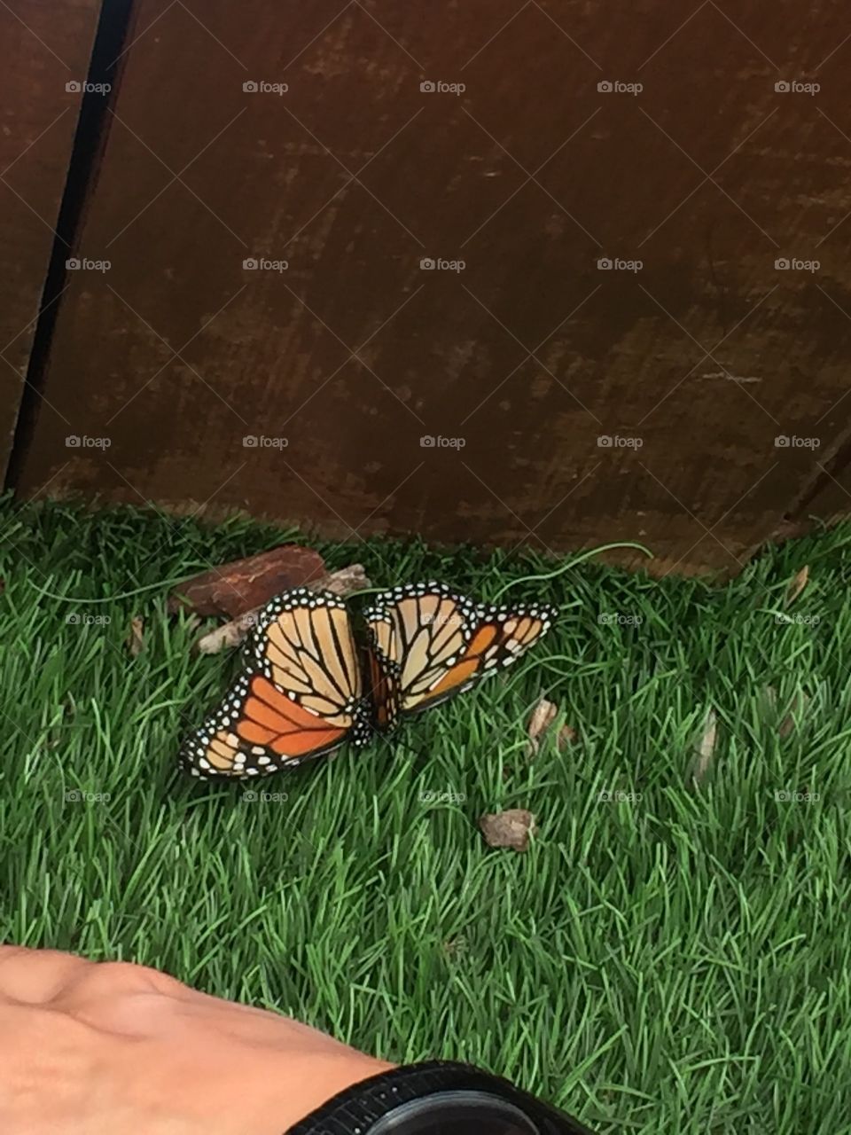 2 butterflies 