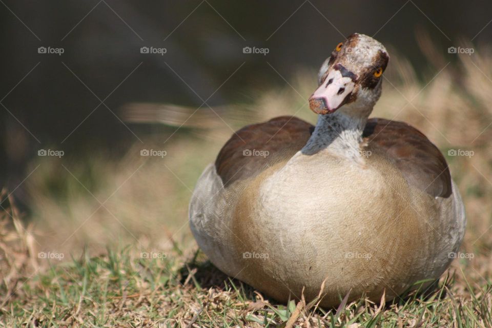 Egyptian geese