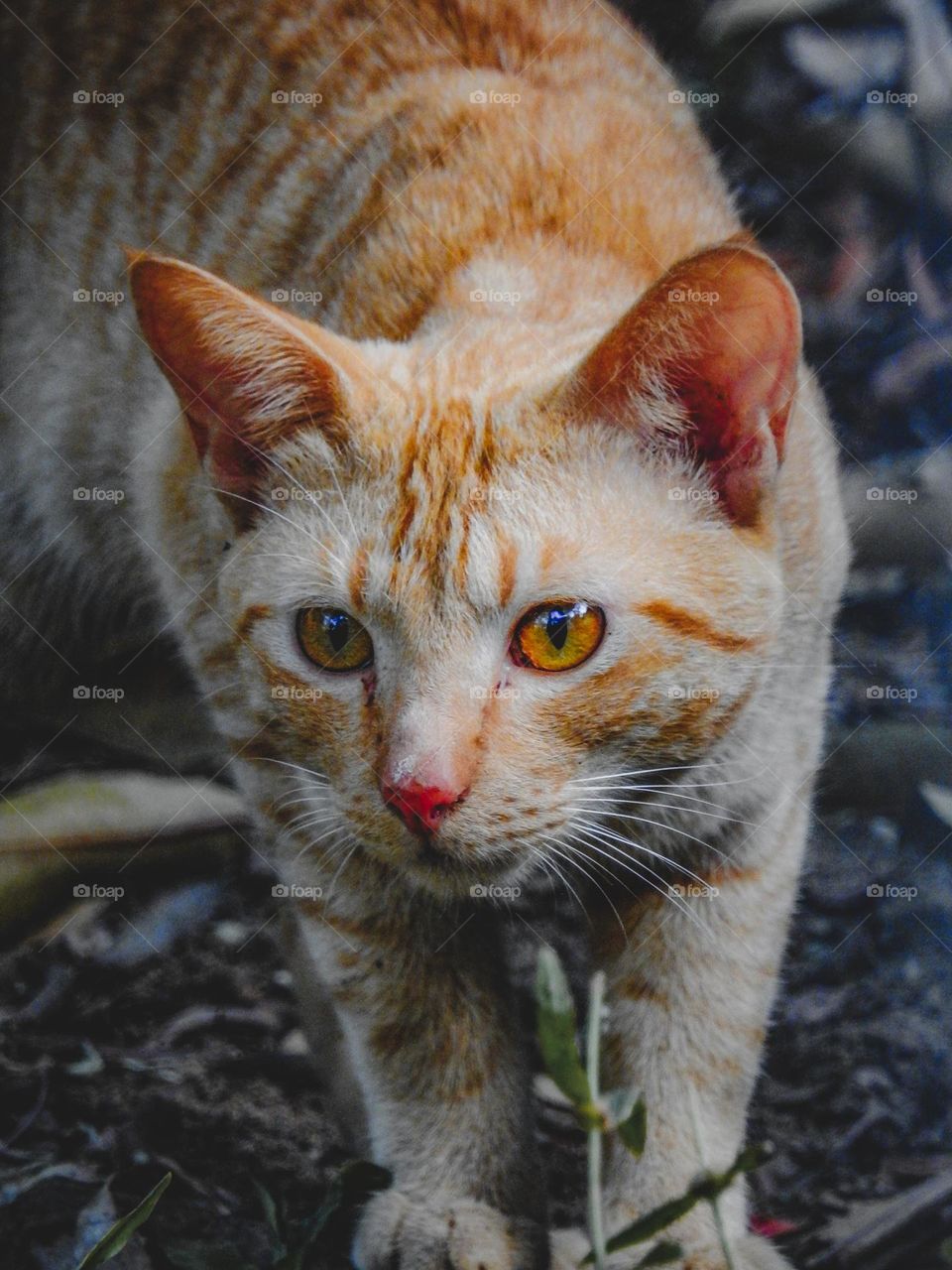 Brown Orange Cat