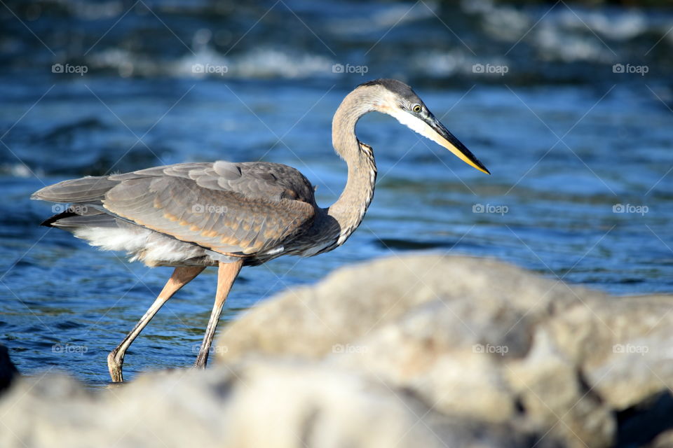 Blue Heron
