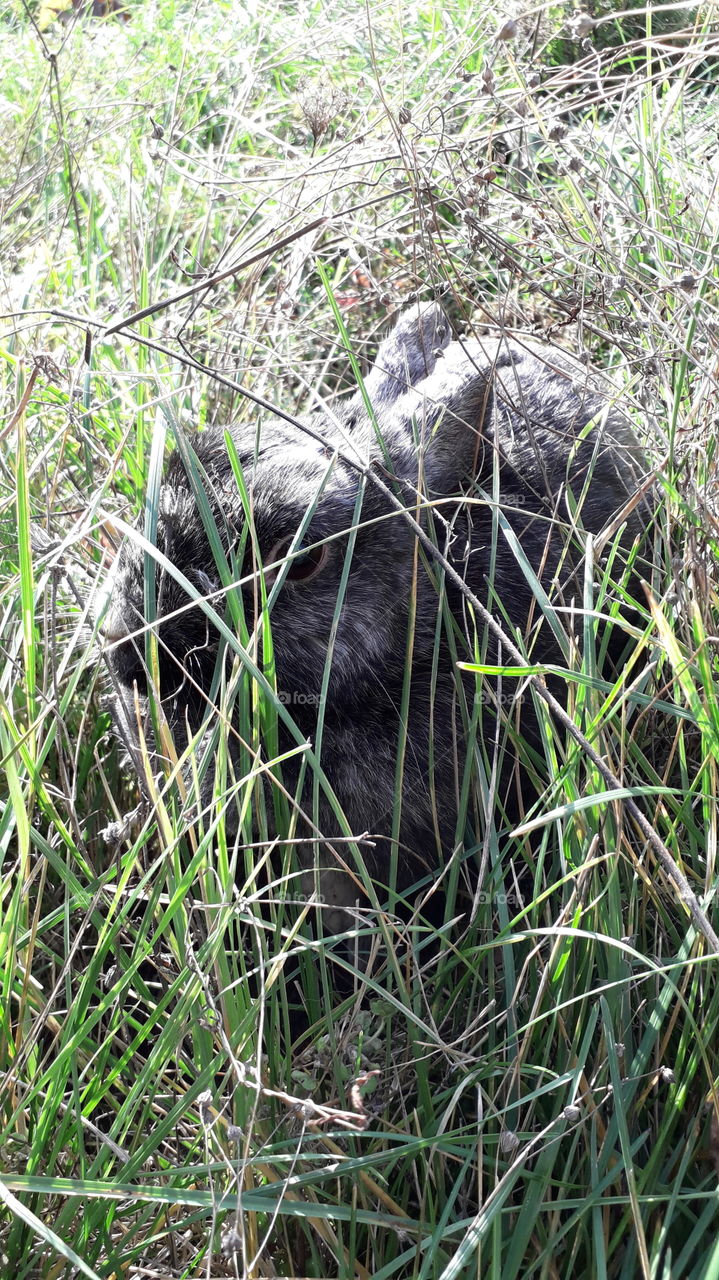Rabbit hidden in the grass