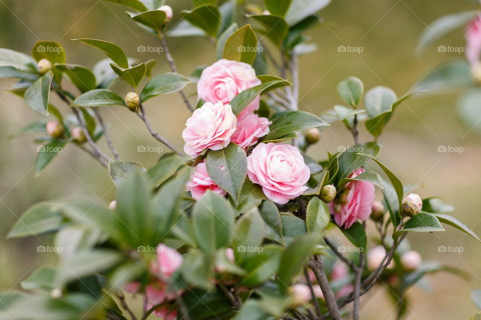 Pink roses outdoor 