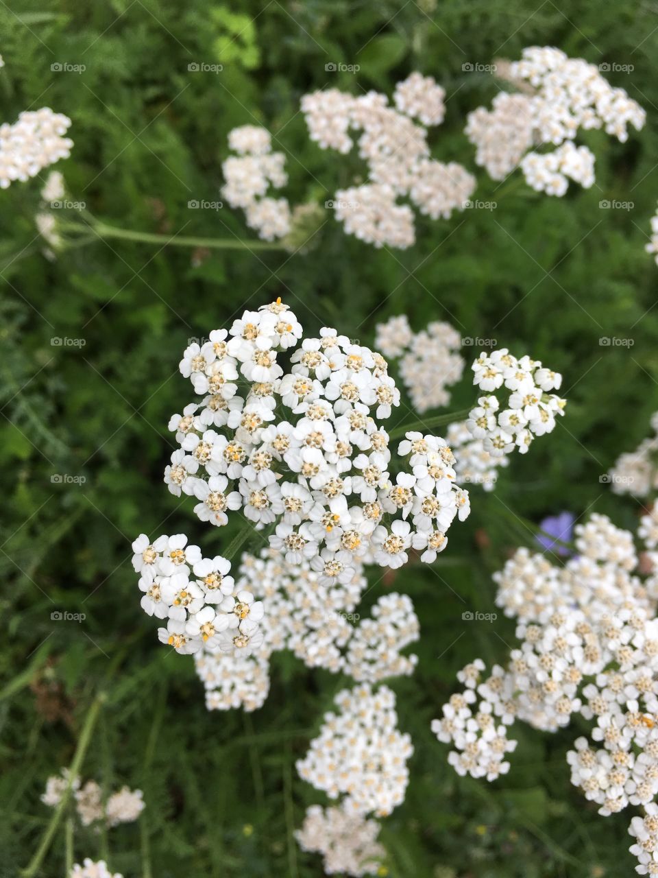 Dainty white