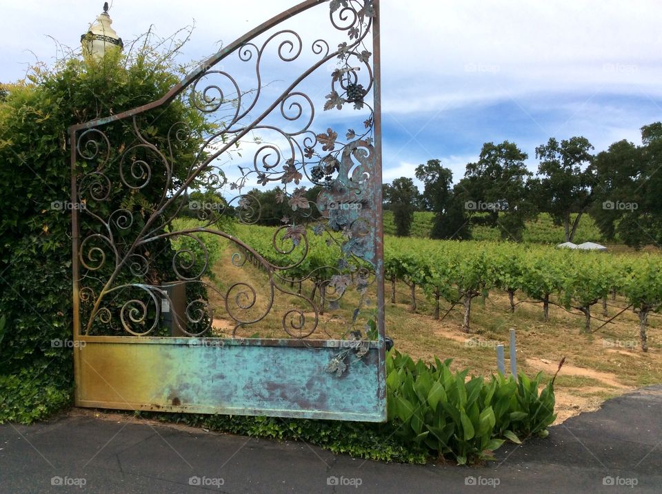 Northern California vineyard through cast iron gates. Northern California vineyard, cast iron gates