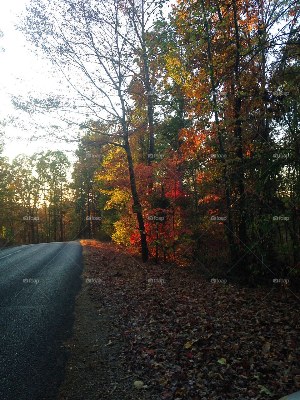 Fall trees on an Alabama country road going to my house. 