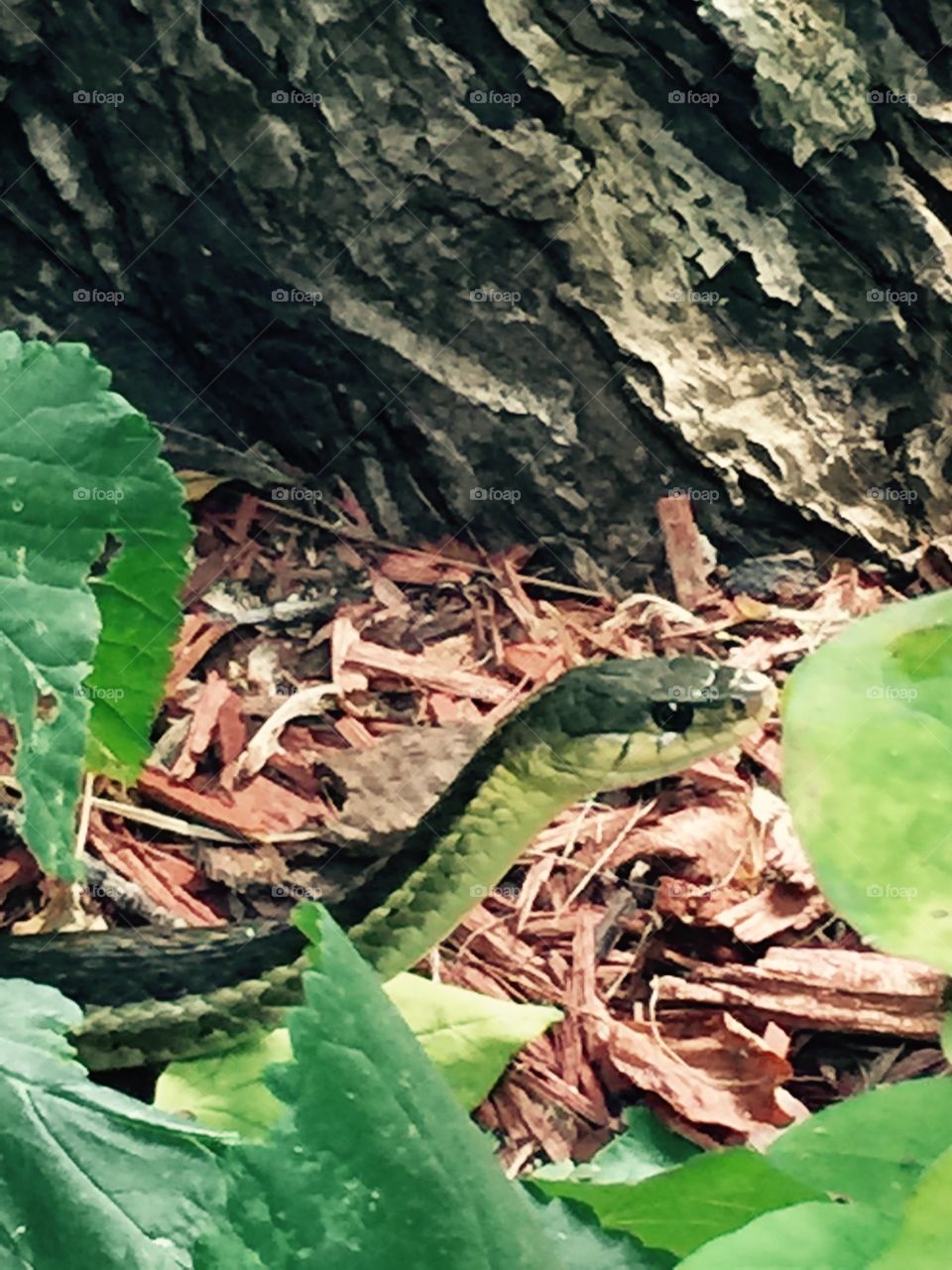 Slithery snake . Snake in the garden