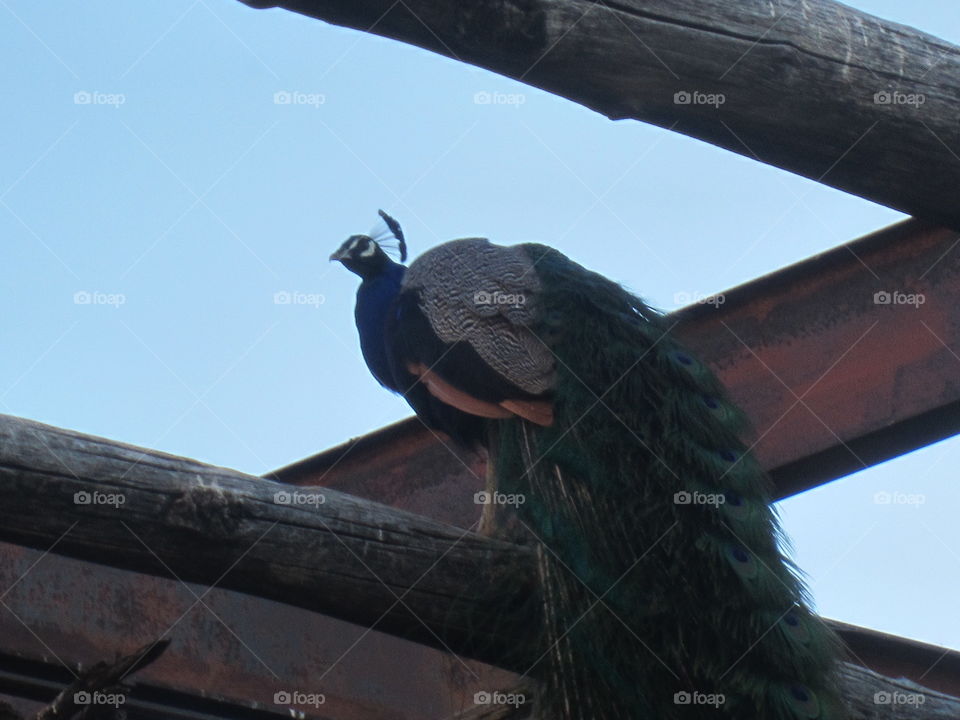 Peacock at Cattlemen's Ranch, Fabens, Texas