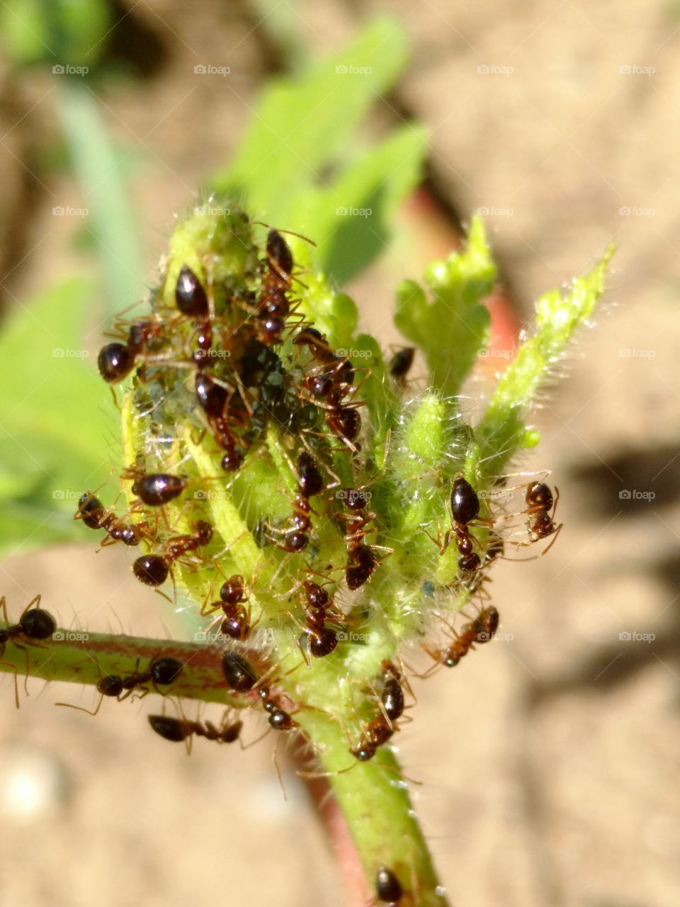 ants eating aphids off of an okra plant