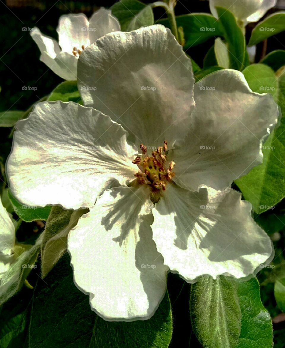 Яблоня в цвету