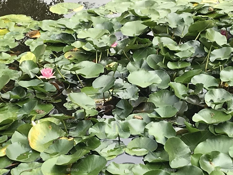 Bacalhoa budda eden bombarral 