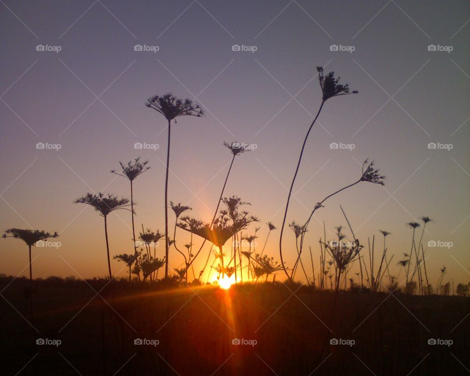 Autumn Glow: Queen Ann's Lace Silhouetted in the Sunset. 